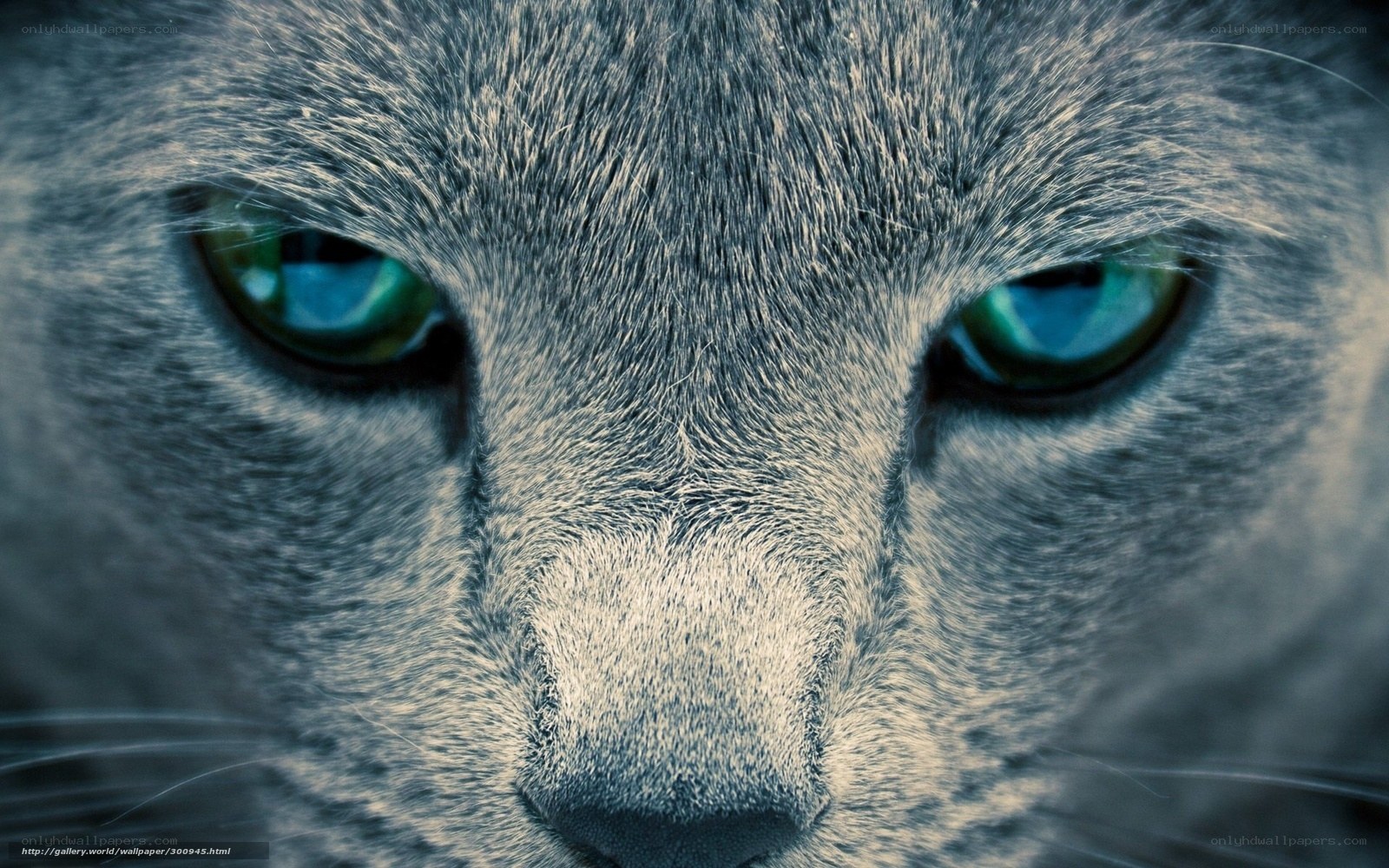 close-up of a cat's face