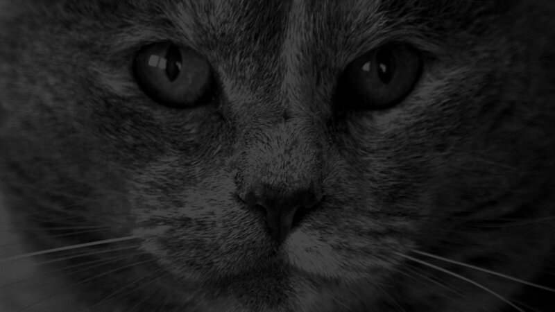 close-up of a cat's face