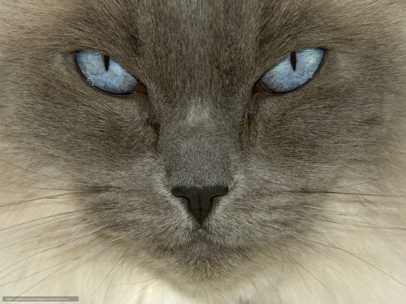 close-up of a cat's face