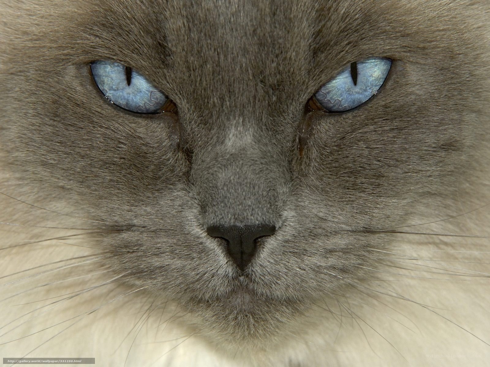 close-up of a cat's face
