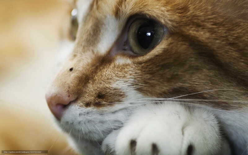 close-up of a cat's face
