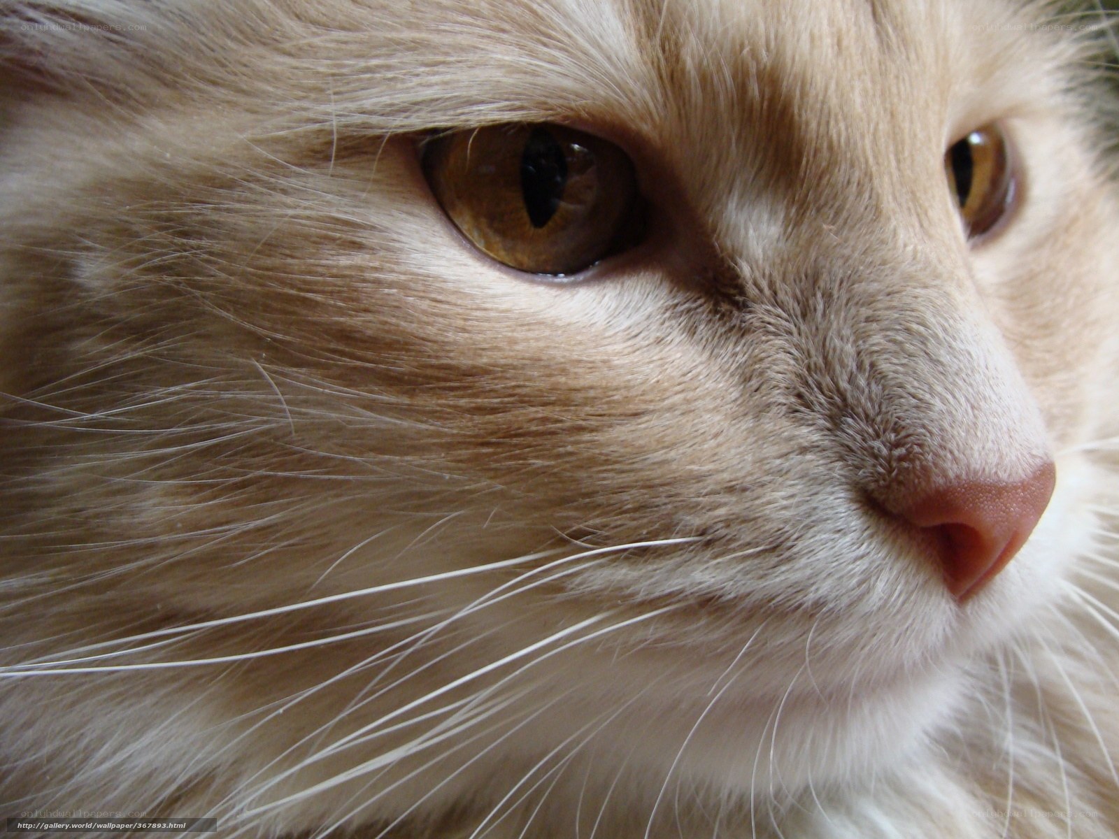 close-up of a cat's face