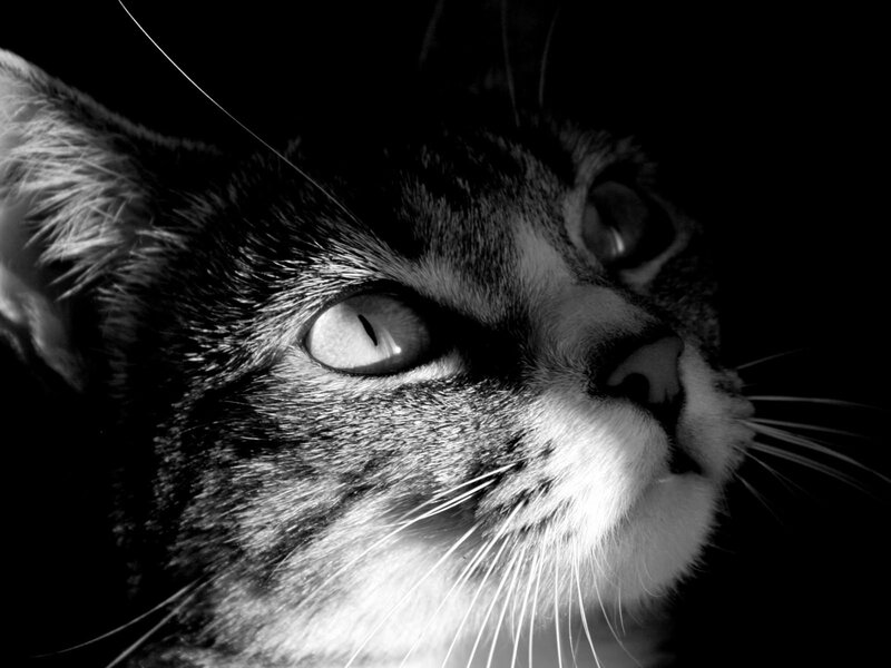 close-up of a cat's face