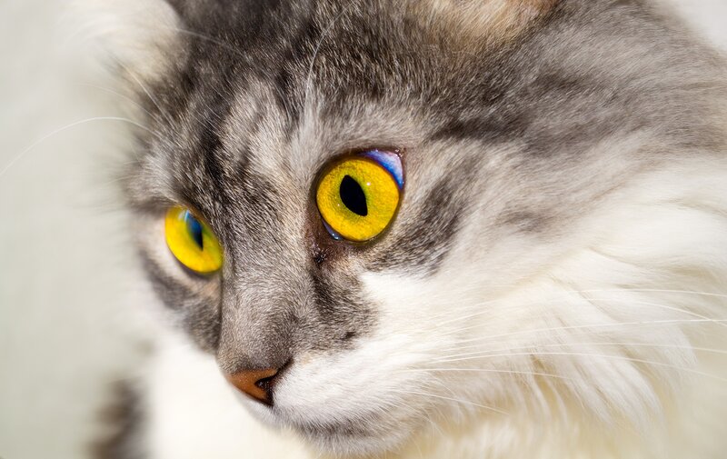 close-up of a cat's face