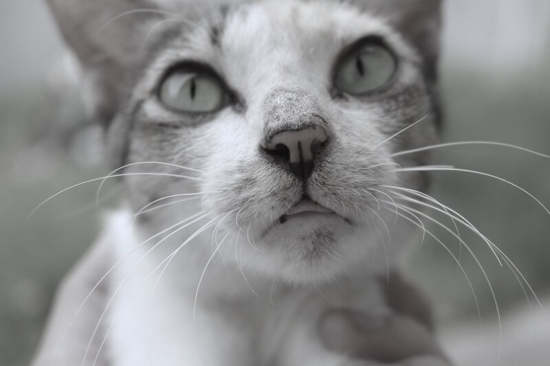 close-up of a cat's face