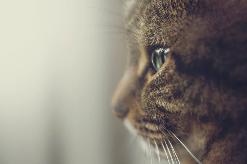 close-up of a cat's face