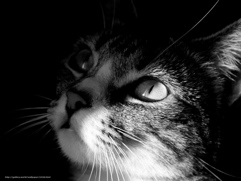 Close-up of a cat's face