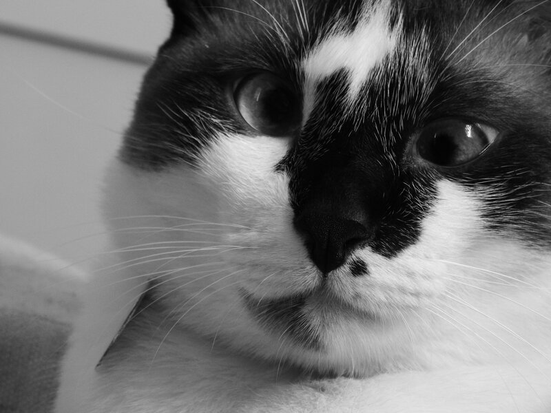 close-up of a cat's face