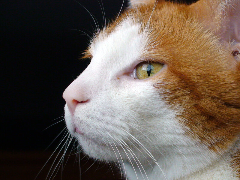 close-up of a cat's face