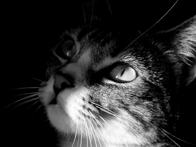 close-up of a cat's face