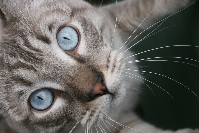 close-up of a cat's face