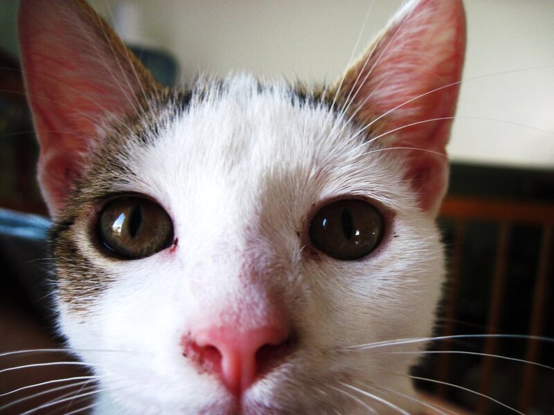 close-up of a cat's face