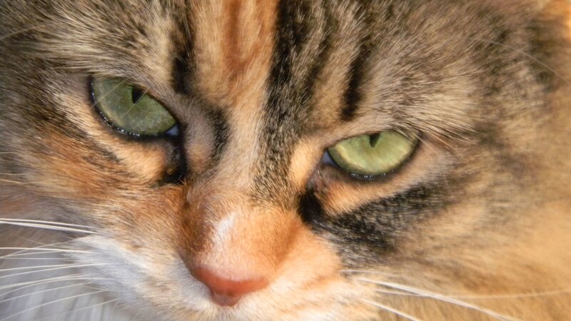 close-up of a cat's face