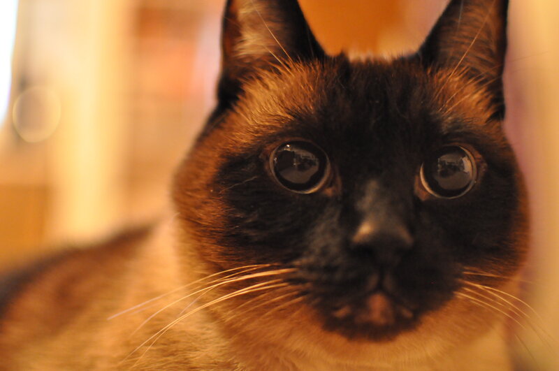 close-up of a cat's face