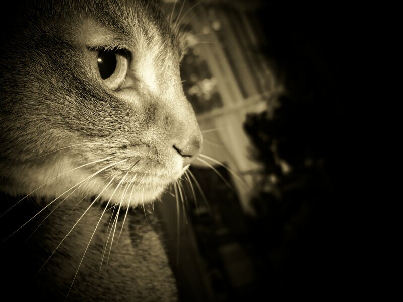 close-up of a cat's face