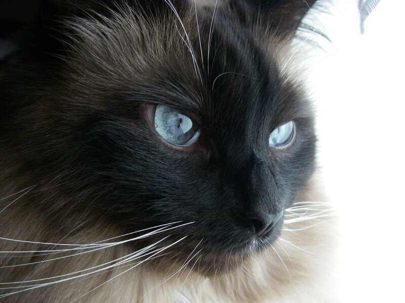 close-up of a cat's face