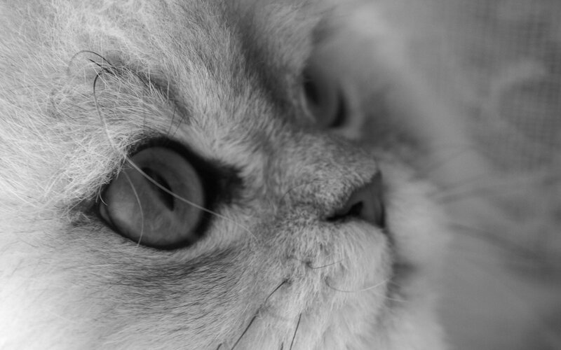 close-up of a cat's face