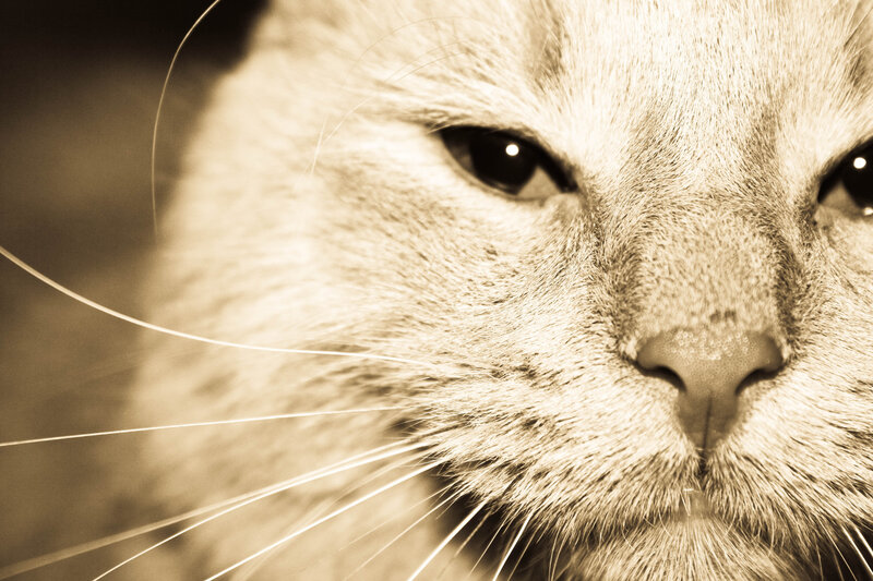 close-up of a cat's face
