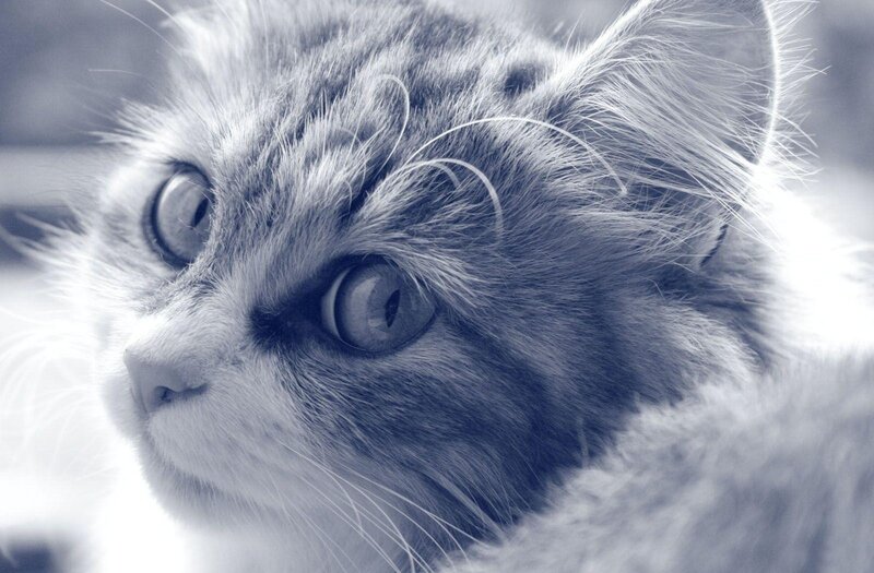 close-up of a cat's face
