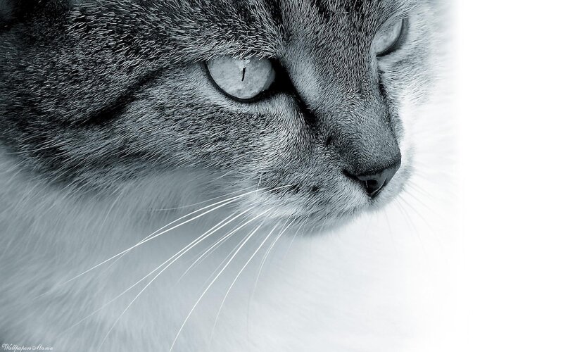 close-up of a cat's face