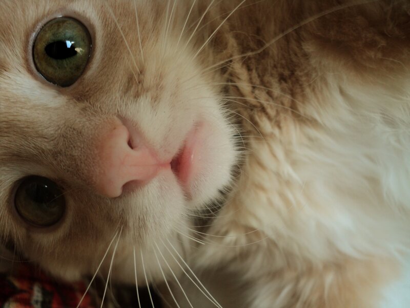 close-up of a cat's face