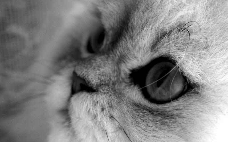 close-up of a cat's face