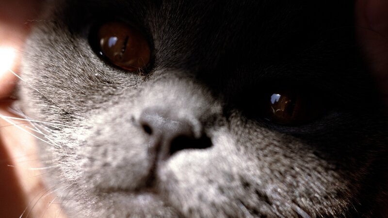 close-up of a cat's face