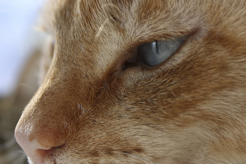 close-up of a cat's face