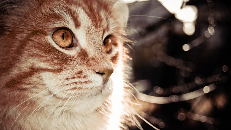 close-up of a cat's face
