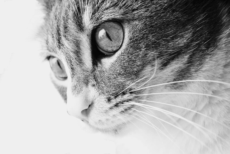 close-up of a cat's face