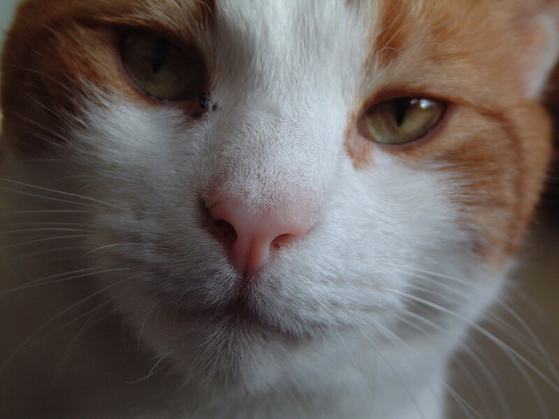 close-up of a cat's face