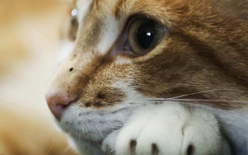 close-up of a cat's face