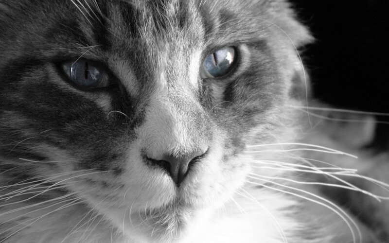 close-up of a cat's face