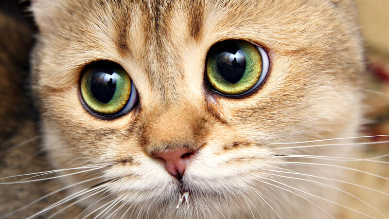 close-up of a cat's face