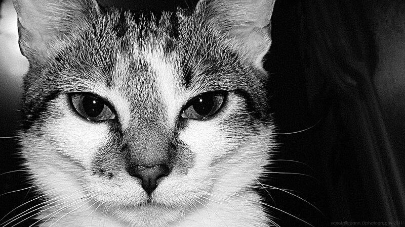 close-up of a cat's face
