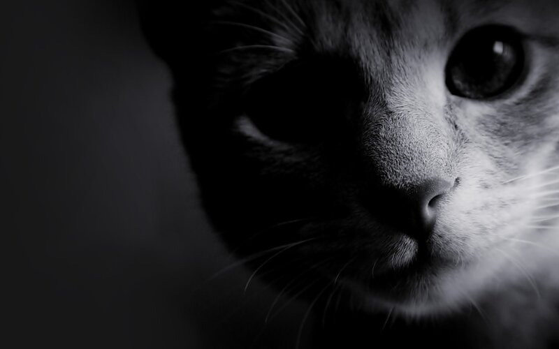 close-up of a cat's face