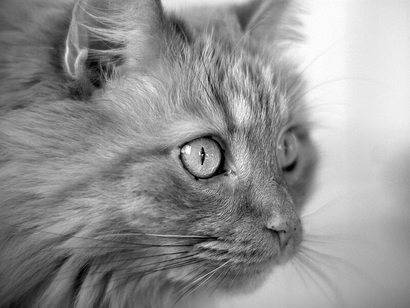close-up of a cat's face