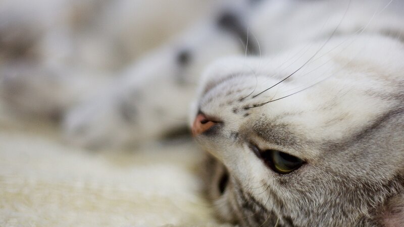 close-up of a cat's face