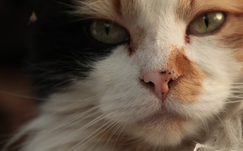 close-up of a cat's face