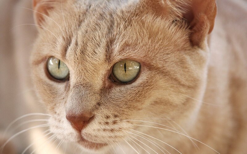 close-up of a cat's face