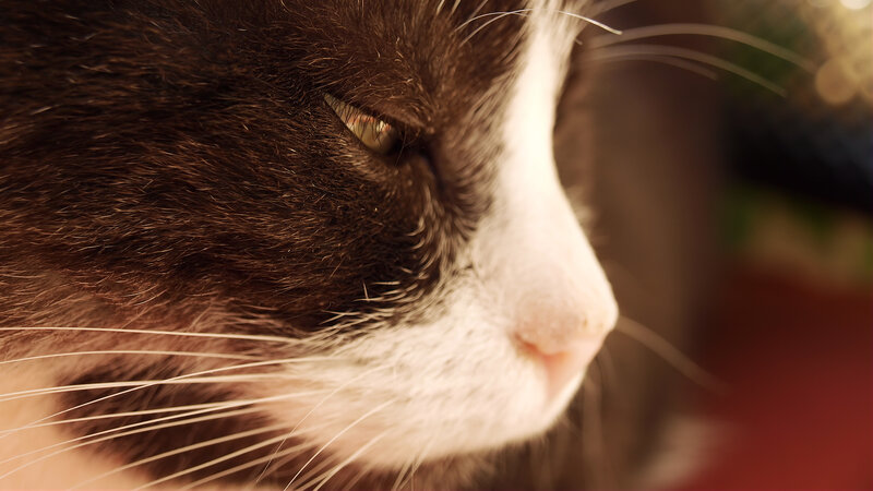 close-up of a cat's face