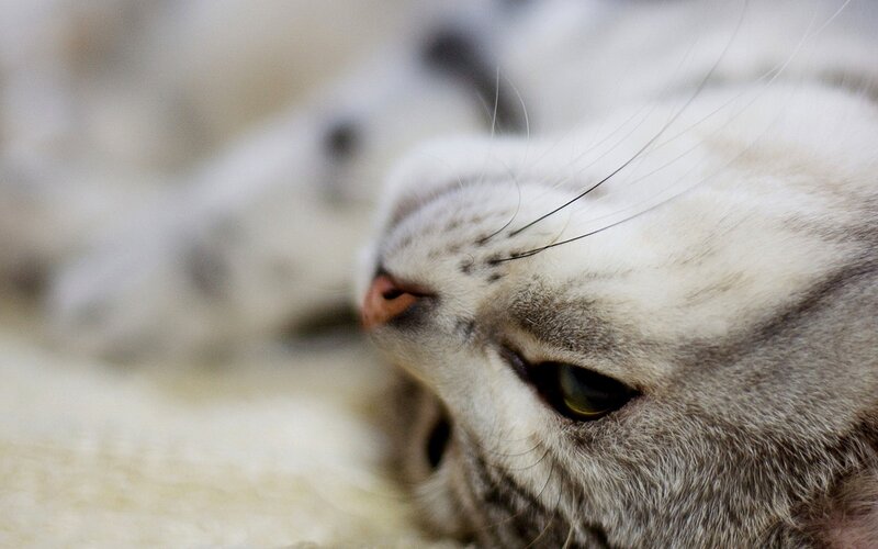 close-up of a cat's face