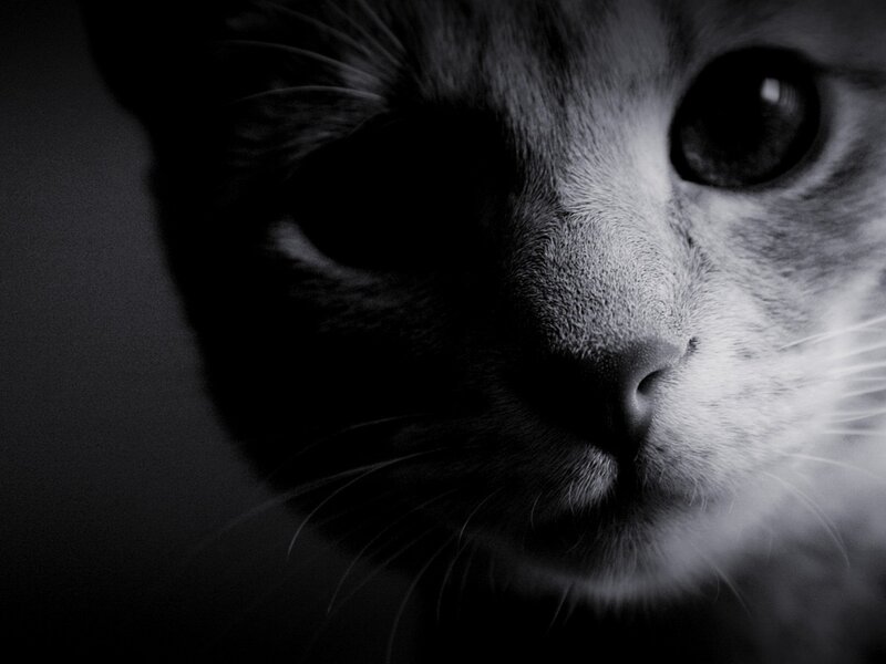 close-up of a cat's face