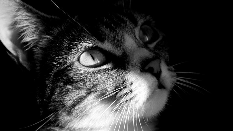 close-up of a cat's face