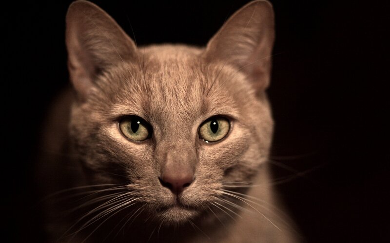 close-up of a cat's face