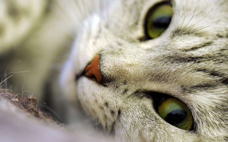 close-up of a cat's face