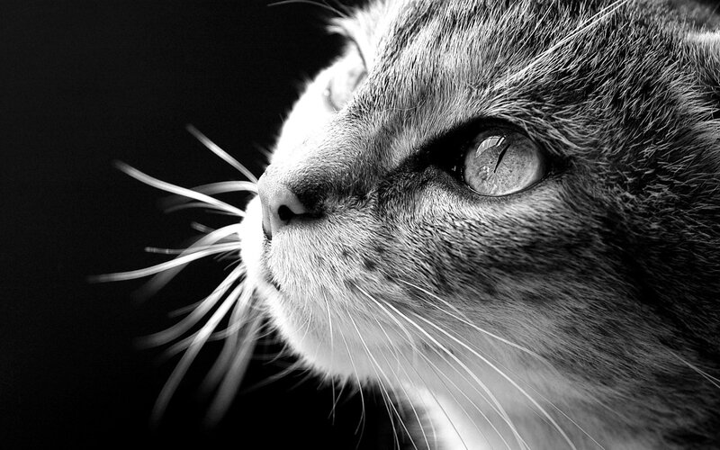 close-up of a cat's face