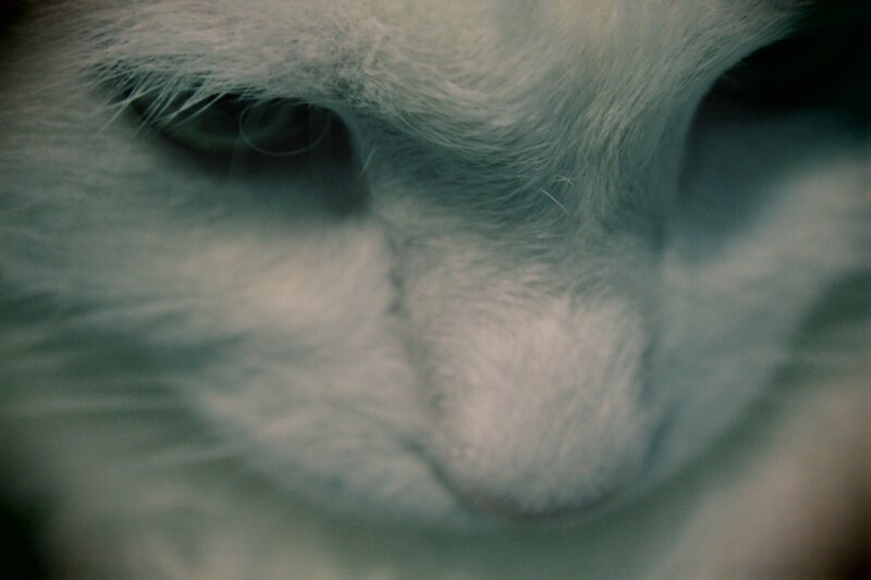 close-up of a cat's face