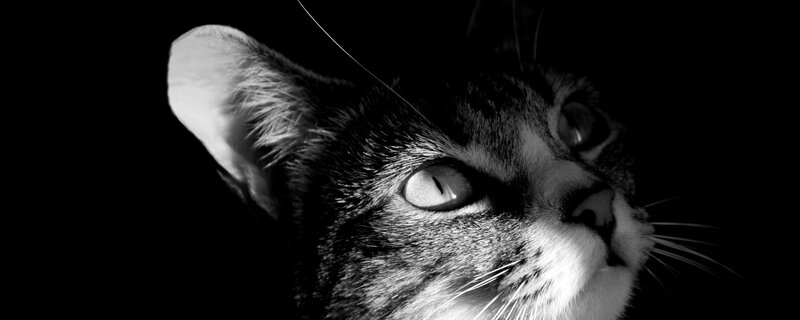 close-up of a cat's face