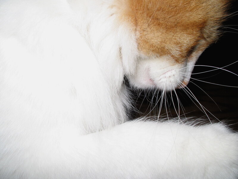 close-up of a cat's face